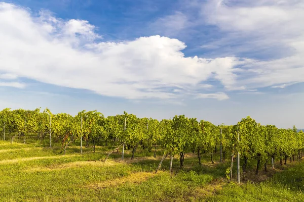 Виноградники Поблизу Вілані Бараня Південна Угорщина — стокове фото