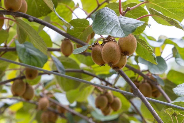 意大利中部马奇有猕猴桃的果园 — 图库照片