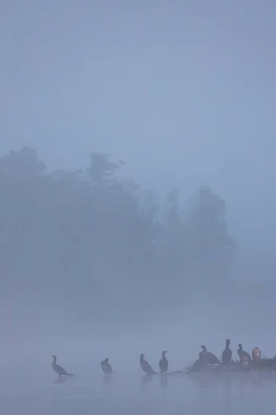 Brouillard Matinal Dans Réserve Naturelle Rezabinec Bohême Sud République Tchèque — Photo