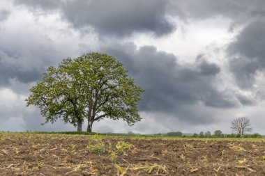 Bahar manzarasında ağaç, Çek Cumhuriyeti