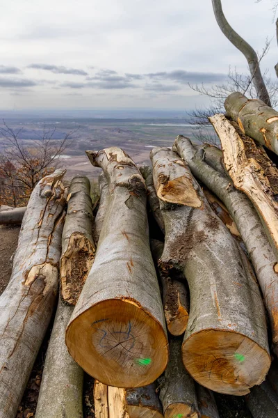 Деревообрабатывающая Промышленность Обрезанные Деревья Лесосвалке — стоковое фото