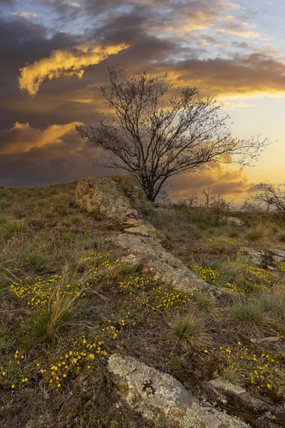 Árbol Paisaje Primaveral República Checa — Foto de Stock