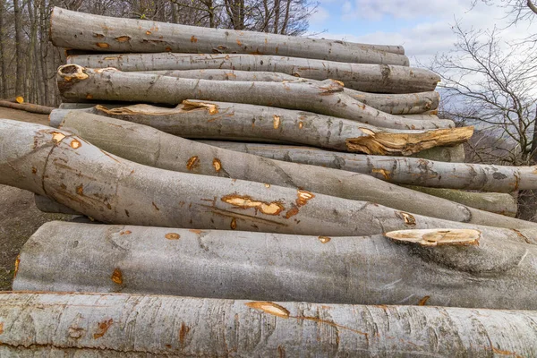 Industria Maderera Árboles Podados Vertedero Madera — Foto de Stock