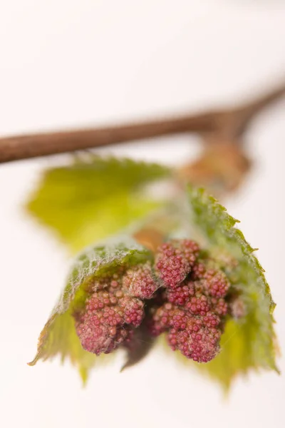 Early Spring Flovers Vines Southern Moravia Czech Republic — Stock Photo, Image