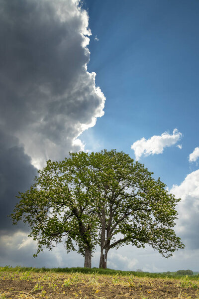 Tree in spring landscape, Czech Republic