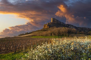 Üzüm bağı olan Solutre Kayası, Burgundy, Solutre-Pouilly, Fransa