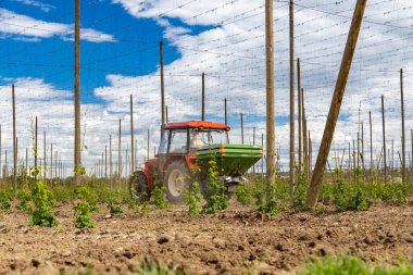 Çek Cumhuriyeti 'nin Zatec kenti yakınlarında ilkbahar başları