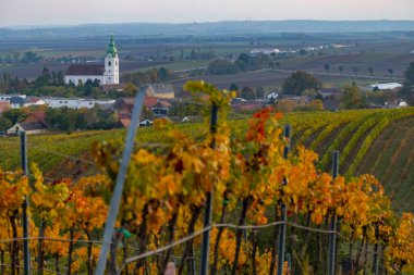 Weinviertel bölgesinde Unterretzbach yakınlarındaki üzüm bağı, Aşağı Avusturya, Avusturya