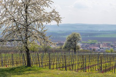 Blatnice 'deki Bahar bağları Svatym Antoninkem, Güney Moravya, Çek Cumhuriyeti