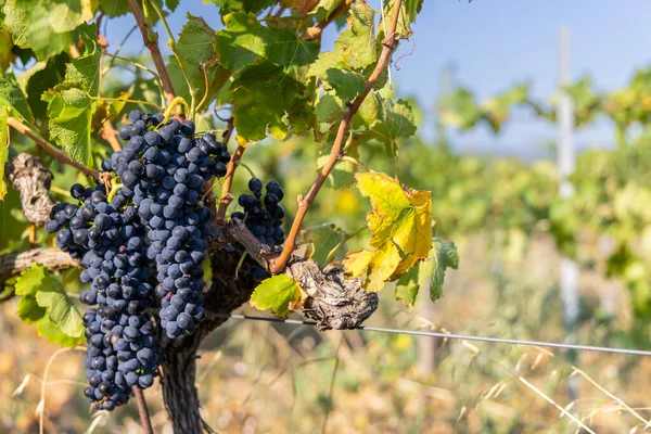 Typowa Winnica Niebieskimi Winogronami Pobliżu Chateauneuf Pape Cotes Rhone Francja — Zdjęcie stockowe