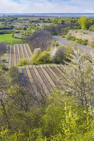 チェコ共和国南モラヴィア ズノイモ地方ランペルベルク付近の春のブドウ畑 — ストック写真