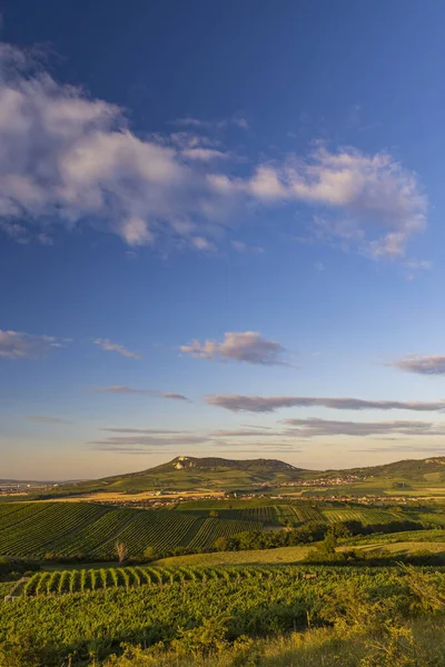 Виноградники Палавой Около Долни Дунайовице Южная Моравия Чехия — стоковое фото
