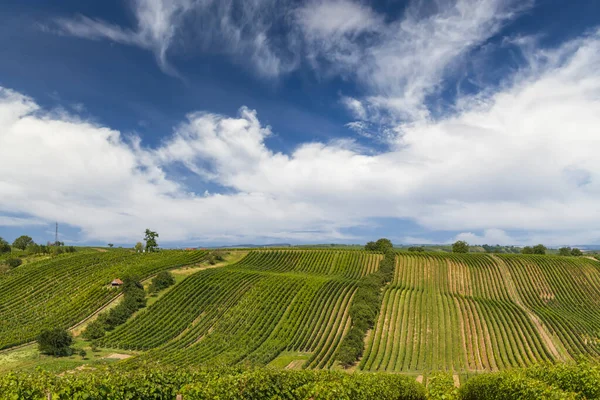 Paisaje Con Viñedos Eslovaco Sur Moravia República Checa — Foto de Stock