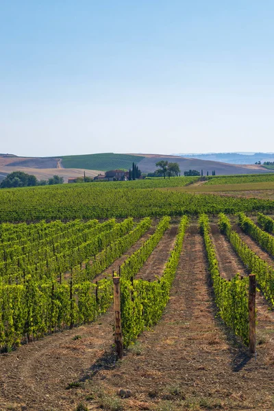 Beroemdste Wijngaarden Van Toscane Buurt Van Montalcino Italië — Stockfoto