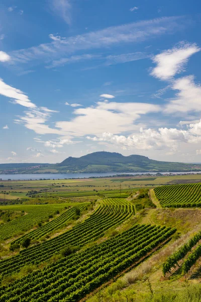 Viñedos Cerca Del Embalse Nove Mlyny Con Palava Sur Moravia —  Fotos de Stock