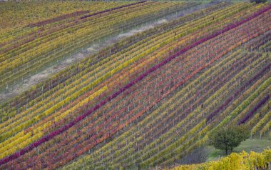 Cejkovice, Güney Moravya, Çek Cumhuriyeti yakınlarındaki sonbahar üzüm bağları