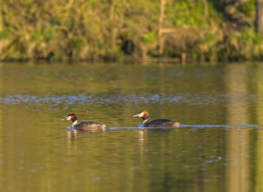 Great Crested Grebe (Podiceps kriteri), Güney Bohemya, Çek Cumhuriyeti