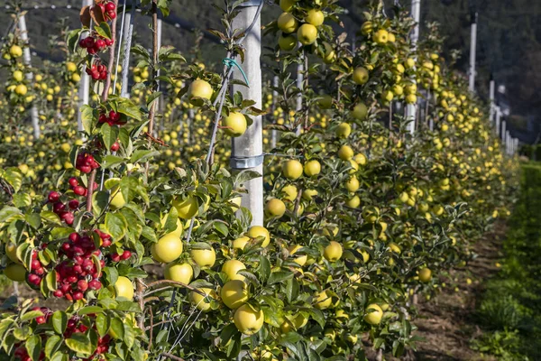 Apple Gyümölcsös Aica Dél Tirol Olaszország — Stock Fotó