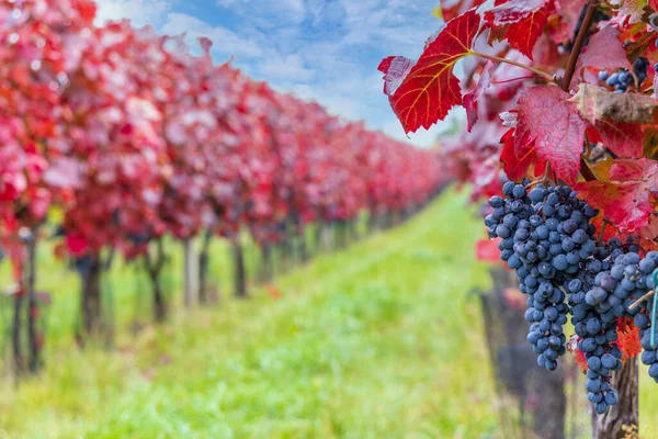 Синий Виноград Алиберне Осеннем Винограднике Южная Моравия Чехия — стоковое фото