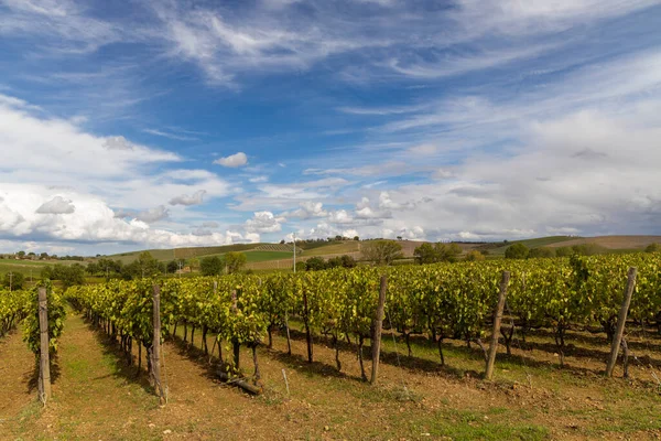 イタリア トスカーナ州モンタルチーノ近くのブドウ畑と典型的なトスカーナの風景 — ストック写真