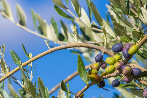 Olivo Toscano Olive Varie Fasi Maturazione Fondo Soft Focus — Foto Stock