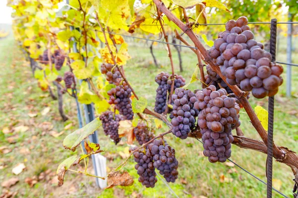 Uvas Vinhedo Outono Morávia Sul República Checa — Fotografia de Stock