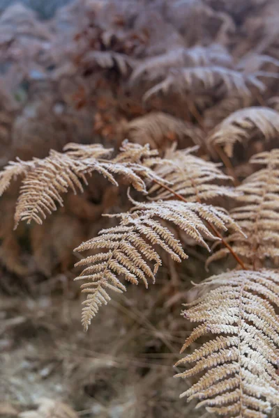 Frost Bracken Natur Reserve Broumovske Steny Eastern Bohemia Czech Republic — Stock Photo, Image