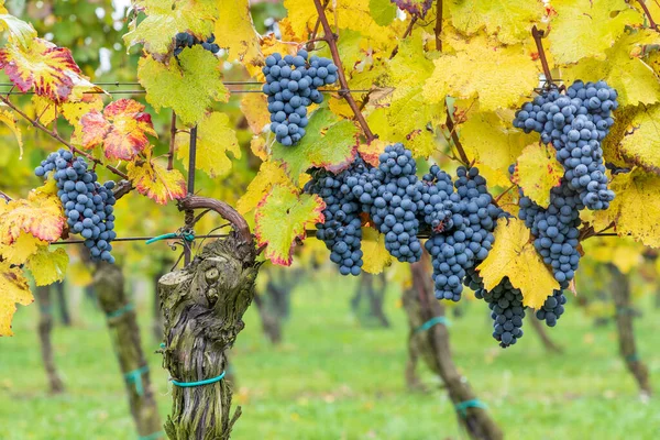 Mavi Üzümler Cabernet Moravia Sonbahar Bağında Güney Moravya Çek Cumhuriyeti — Stok fotoğraf