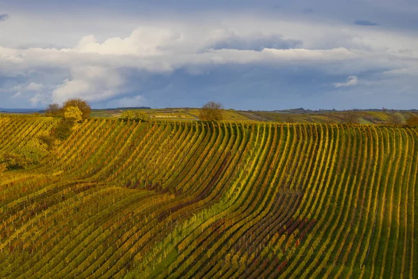 Autumn Vineyard Cejkovice Southern Moravia Czech Republic — Stock Photo, Image