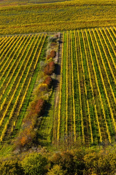 Palava Altındaki Üzüm Bağları Güney Moravya Çek Cumhuriyeti — Stok fotoğraf