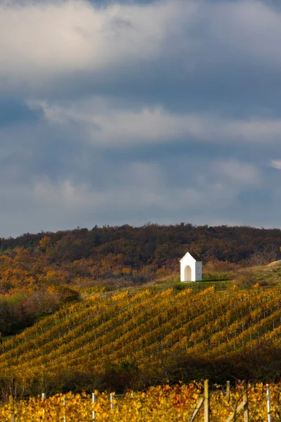 Осенний Виноградник Рядом Hnanice Znojmo Region Южная Чехия — стоковое фото