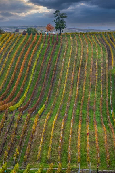 Viña Otoño Cerca Cejkovice Moravia Del Sur República Checa —  Fotos de Stock