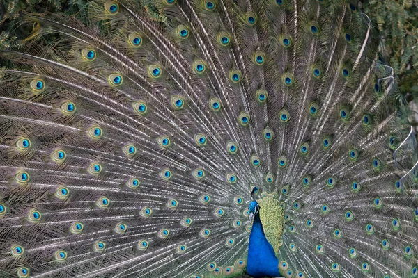 Closeup Image Peacock Dancing Its Open Feathers — Stock Photo, Image