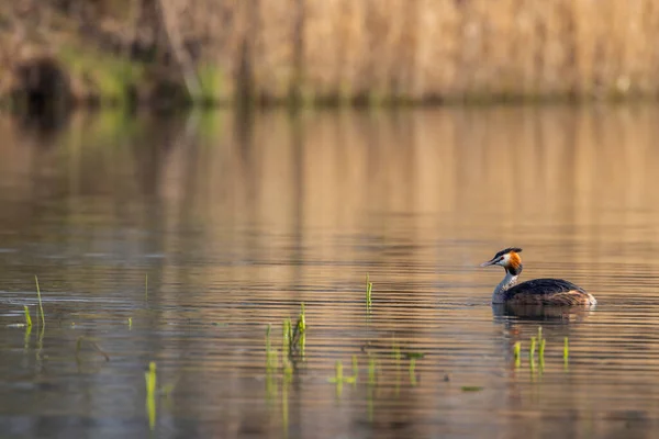 Большая Хрустящая Седина Podiceps Cristatus Южная Америка Чехия — стоковое фото