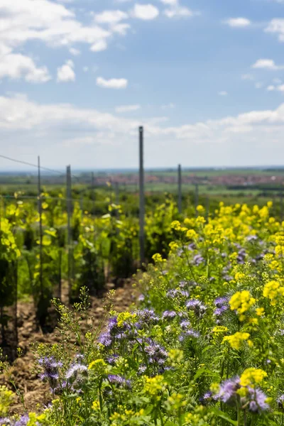 Espaciado Floral Viñedo Orgánico Sur Moravia República Checa —  Fotos de Stock