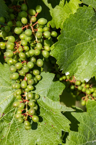 Detalhe Uvas Videira Tempo Antes Bloquear — Fotografia de Stock