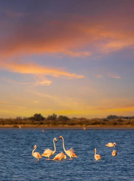 Flamingo Parc Naturel Regional Camargue Provence França — Fotografia de Stock