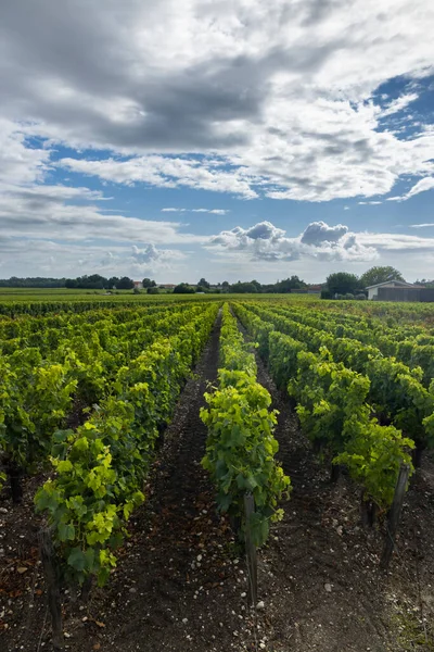 Типові Виноградники Біля Сен Хулієн Бейшевелл Бордо Аквітанія Франція — стокове фото