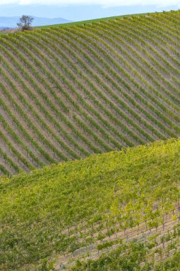 Montalcino, Toskana, İtalya yakınlarındaki üzüm bağlarıyla tipik Toskana manzarası