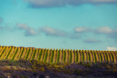 Kravi Hora, Znojmo bölgesi, Güney Bohemya, Çek Cumhuriyeti