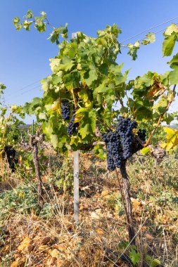 Chateauneuf-du-Pape yakınlarında mavi üzümlü tipik üzüm bağı, Cotes du Rhone, Fransa