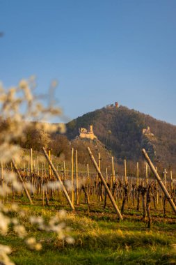 Chateau de Saint-Ulrich harabeleri, Chateau du Girsberg harabeleri ve Ribeauville yakınlarında Chateau du Haut-Ribeaupierre, Alsace, Fransa