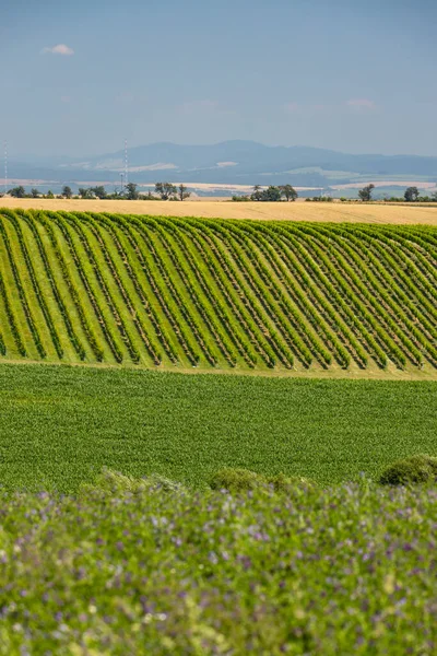 Paisaje Con Viñedos Eslovaco Sur Moravia República Checa —  Fotos de Stock