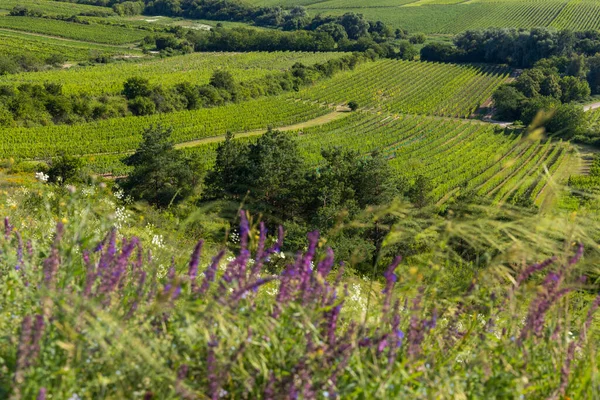 Виноградник Рядом Вельке Биловице Южная Моравия Чехия — стоковое фото