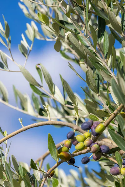 Toskánské Olivovníky Olivy Různých Fázích Zrání Měkké Ostření Pozadí — Stock fotografie