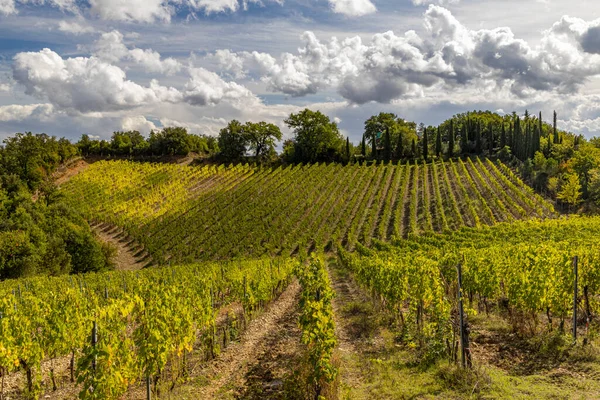 Vinhas Mais Famosas Toscana Perto Cidade Montalcino Itália — Fotografia de Stock