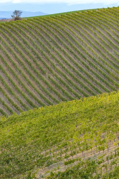 Paisaje Típico Toscano Con Viñedo Cerca Montalcino Toscana Italia — Foto de Stock