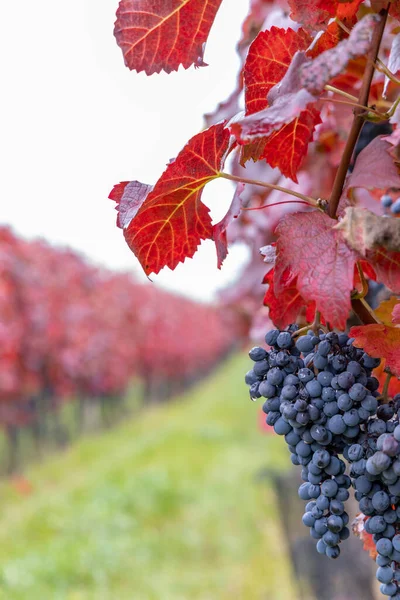 Uvas Azuis Alibernet Vinhedo Outono Morávia Sul República Checa — Fotografia de Stock