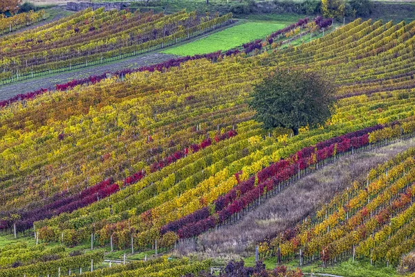 Vinha Outono Perto Cejkovice Morávia Sul República Checa — Fotografia de Stock