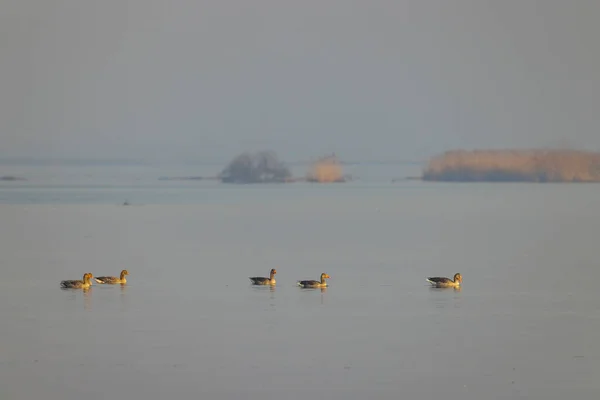捷克共和国南波西米亚Musov湖野鹅 — 图库照片